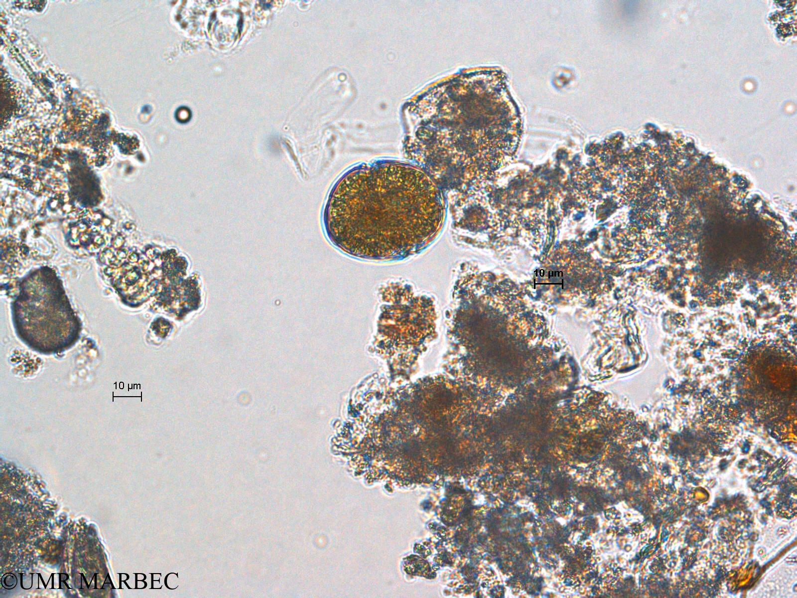 phyto/Scattered_Islands/europa/COMMA April 2011/Gymnodinium sp2 (ancien Dino s -3)(copy).jpg